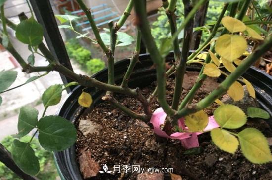 月季為什么掉葉子發(fā)黃，施加生肥遭受病蟲(chóng)害(圖1)