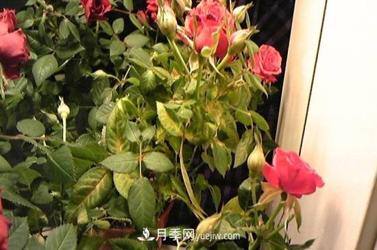 月季為什么掉葉子發(fā)黃，施加生肥遭受病蟲(chóng)害(圖2)