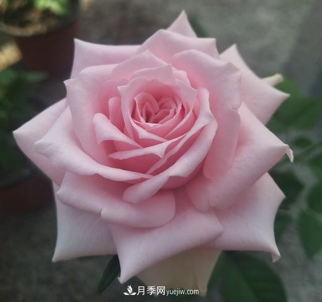 專(zhuān)屬12星座的月季花，你的星座是什么月季(圖13)