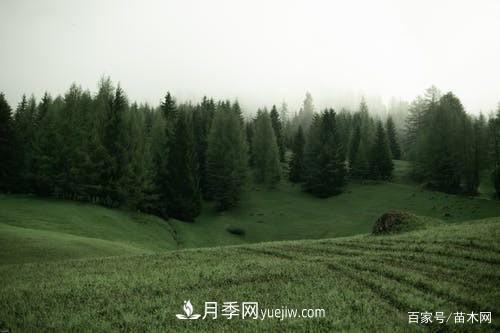 苗木要想反季節栽植，***重要的是這幾步(圖1)