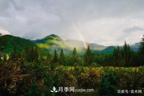 苗木要想反季節栽植，***重要的是這幾步(圖3)