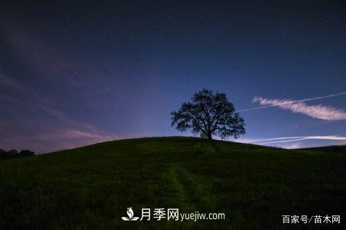 苗木要想反季節栽植，***重要的是這幾步(圖2)