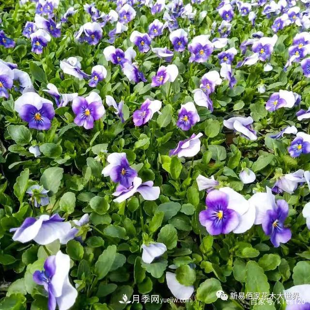 對花卉生長(cháng)影響的常見(jiàn)9種營(yíng)養元素(圖10)
