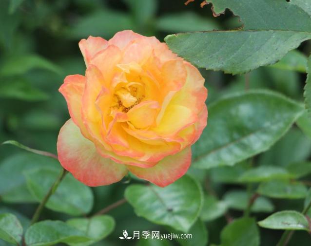月季花白粉病該怎么治，三招輕松解決(圖1)