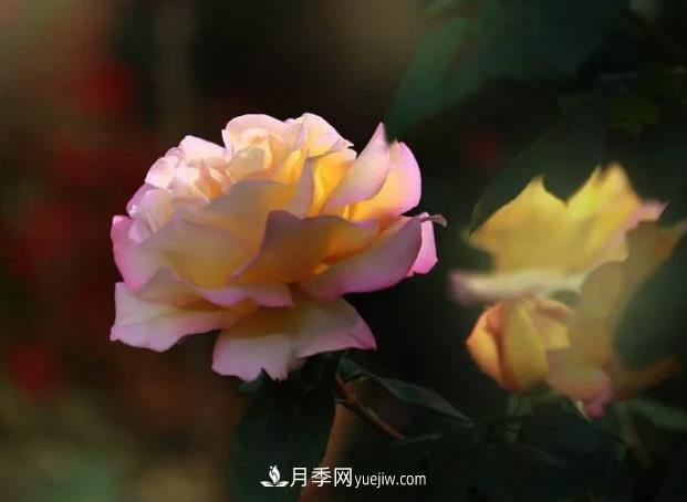 種好月季樹(shù)嫁接花(圖1)