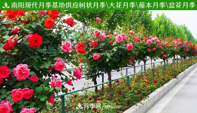 月季樹(shù)，欣賞作用好，美化用處廣(圖1)