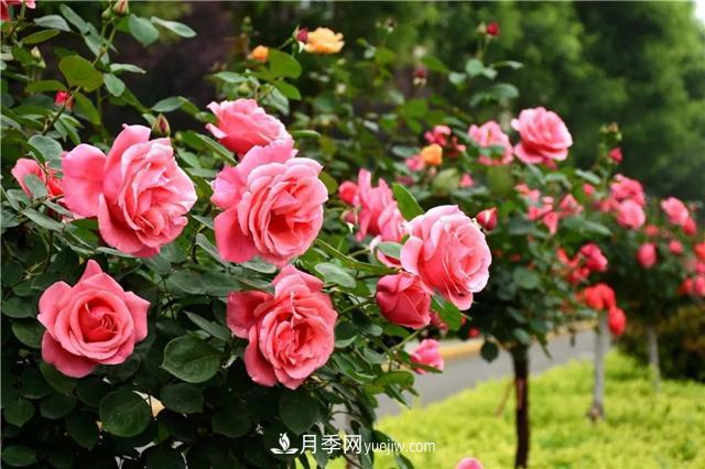 河北北京天津樹(shù)狀月季成風(fēng)景線(xiàn)，四季應該怎么養護？(圖3)