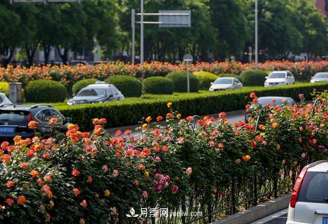 河北北京天津樹(shù)狀月季成風(fēng)景線(xiàn)，四季應該怎么養護？(圖2)