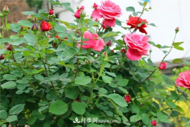 月季的這幾種常見(jiàn)的病蟲(chóng)害，要學(xué)會(huì )這么防治(圖1)