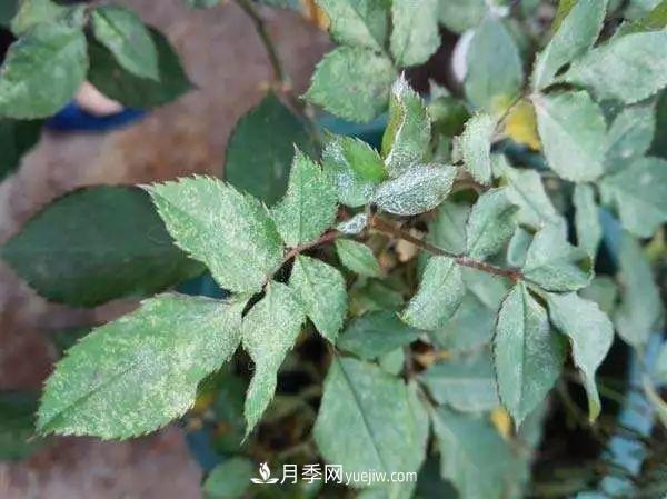 月季的這幾種常見(jiàn)的病蟲(chóng)害，要學(xué)會(huì )這么防治(圖2)