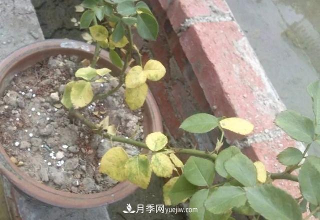 月季的這幾種常見(jiàn)的病蟲(chóng)害，要學(xué)會(huì )這么防治(圖3)