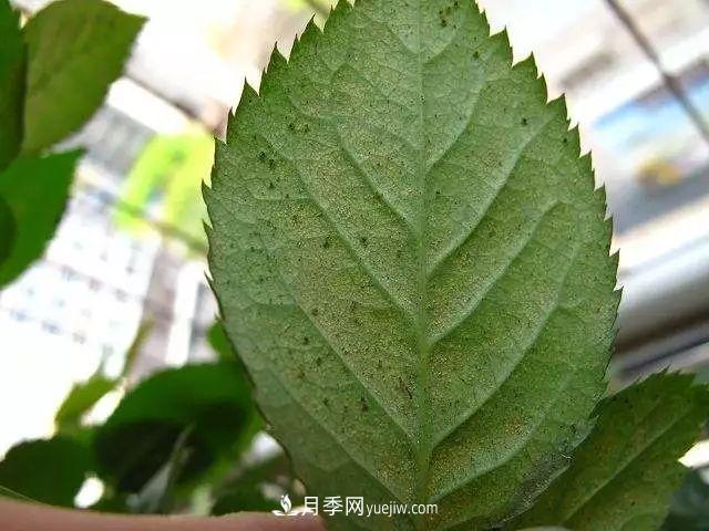 月季的這幾種常見(jiàn)的病蟲(chóng)害，要學(xué)會(huì )這么防治(圖6)