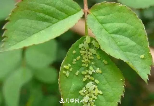 月季的這幾種常見(jiàn)的病蟲(chóng)害，要學(xué)會(huì )這么防治(圖5)