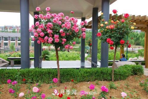 用野生薔薇嫁接灌木月季，能不能養成樹(shù)狀月季？(圖1)