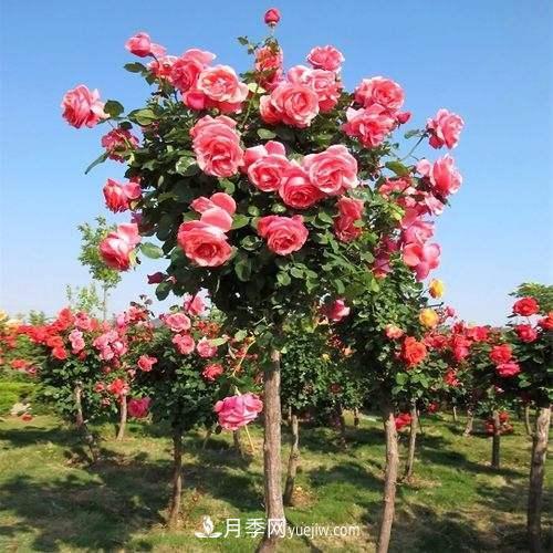 用野生薔薇嫁接灌木月季，能不能養成樹(shù)狀月季？(圖3)