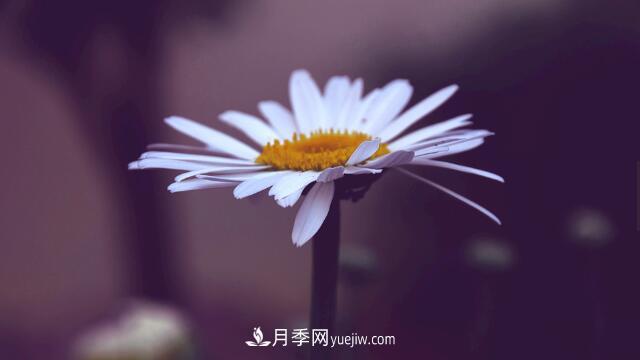 代表希望的花有哪些？推薦六大代表希望的花朵(圖1)