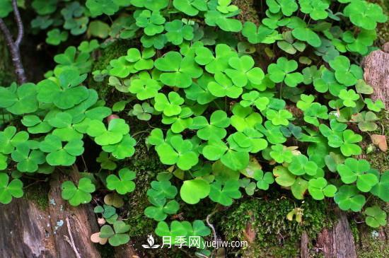 代表希望的花有哪些？推薦六大代表希望的花朵(圖3)