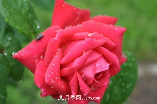 東陽(yáng)市花是什么花？東陽(yáng)市花是月季(圖1)