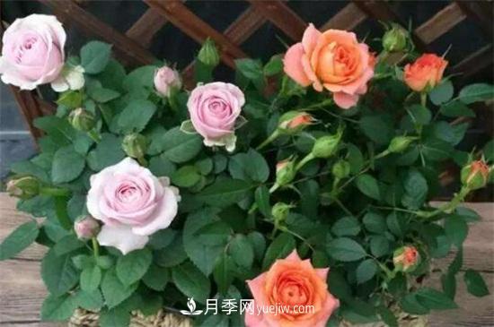 小盆栽月季花怎么養殖(圖1)