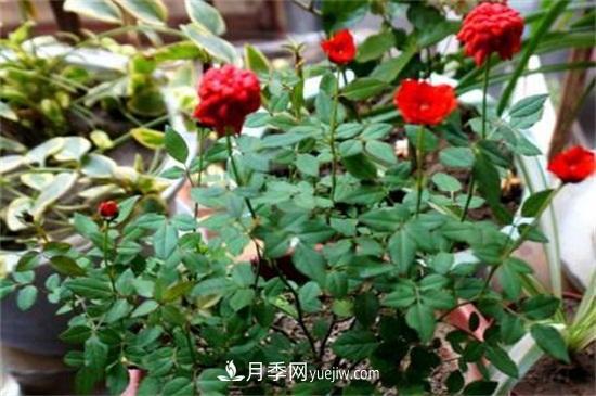 小盆栽月季花怎么養殖(圖2)