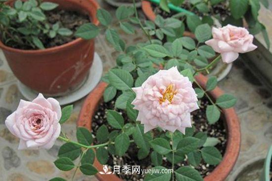 月季花養護要點(diǎn)(圖1)