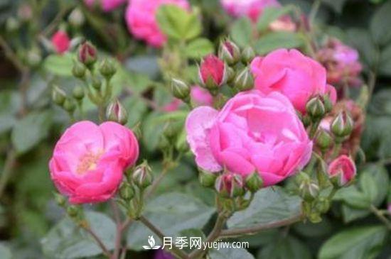月季花養護要點(diǎn)(圖2)
