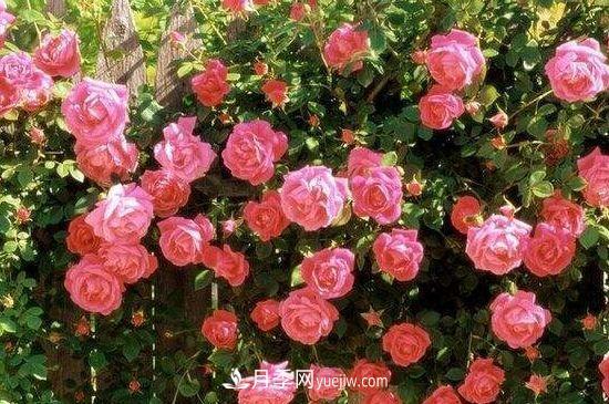 月季花養護要點(diǎn)(圖3)