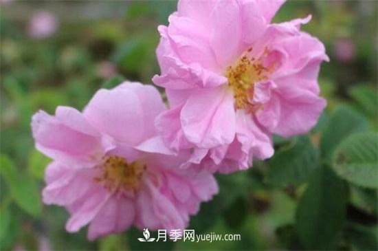 大馬士革玫瑰能吃嗎？用于制作花醬或者泡茶食用(圖2)