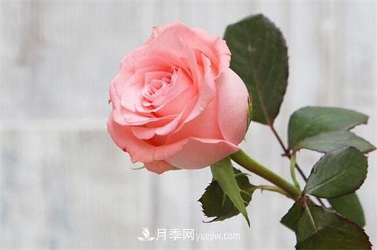 玫瑰品種有哪些？十大玫瑰花品種介紹(圖2)