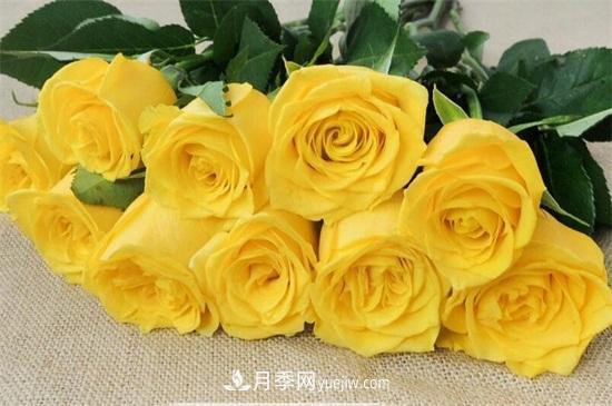 玫瑰品種有哪些？十大玫瑰花品種介紹(圖3)