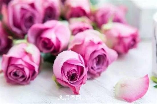 玫瑰品種有哪些？十大玫瑰花品種介紹(圖5)