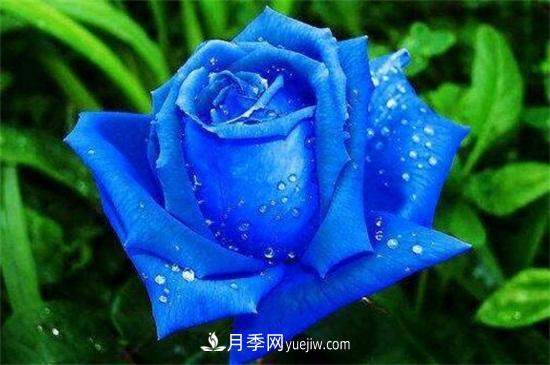 玫瑰品種有哪些？十大玫瑰花品種介紹(圖4)