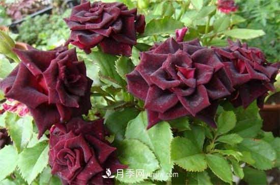 玫瑰品種有哪些？十大玫瑰花品種介紹(圖8)