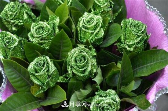玫瑰品種有哪些？十大玫瑰花品種介紹(圖7)
