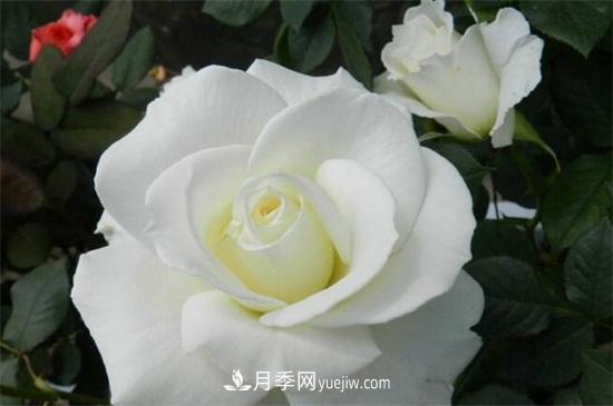 玫瑰品種有哪些？十大玫瑰花品種介紹(圖6)