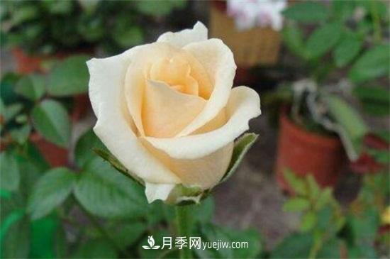 玫瑰品種有哪些？十大玫瑰花品種介紹(圖9)