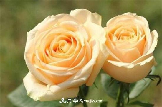 玫瑰品種有哪些？十大玫瑰花品種介紹(圖10)
