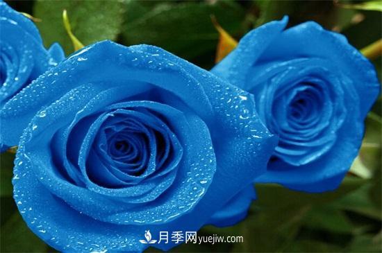 玫瑰花有哪些顏色？盤(pán)點(diǎn)十大常見(jiàn)玫瑰花顏色(圖2)