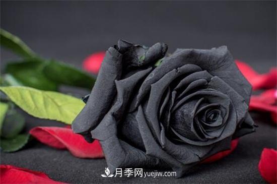 玫瑰花有哪些顏色？盤(pán)點(diǎn)十大常見(jiàn)玫瑰花顏色(圖4)