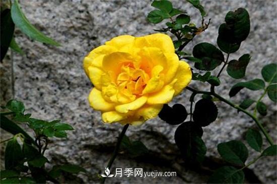 玫瑰花有哪些顏色？盤(pán)點(diǎn)十大常見(jiàn)玫瑰花顏色(圖3)