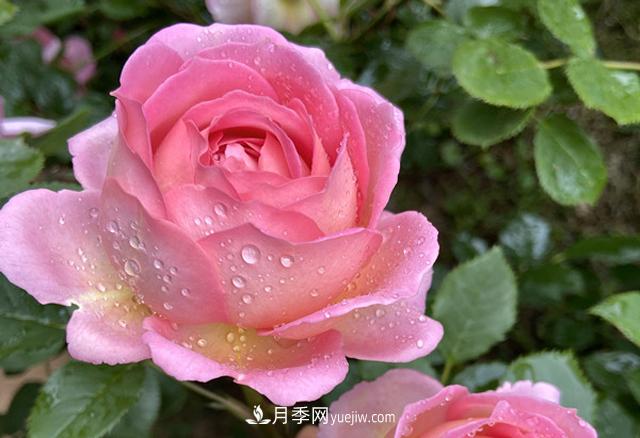 銀禧慶典被稱(chēng)“***美玫瑰”，經(jīng)典大花月季品種介紹(圖1)