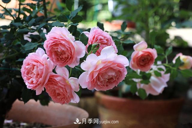 銀禧慶典被稱(chēng)“***美玫瑰”，經(jīng)典大花月季品種介紹(圖3)