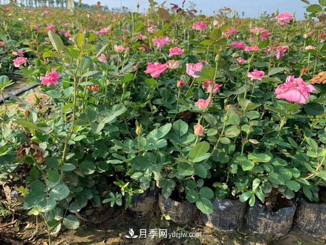 網(wǎng)購月季花木的巨坑，你們踩了幾回！(圖2)