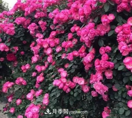 不用糾結藤本月季開(kāi)花量少，你還沒(méi)試試這三個(gè)小型藤本月季(圖3)