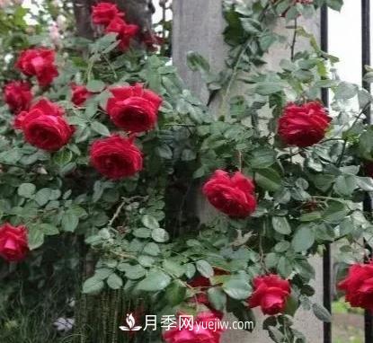 不用糾結藤本月季開(kāi)花量少，你還沒(méi)試試這三個(gè)小型藤本月季(圖1)
