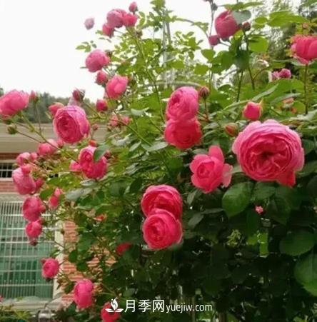不用糾結藤本月季開(kāi)花量少，你還沒(méi)試試這三個(gè)小型藤本月季(圖2)