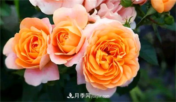 3個(gè)***不容錯過(guò)的月季品種，顏值高香氣濃，養護簡(jiǎn)單開(kāi)花多(圖1)