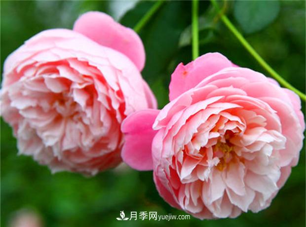 3個(gè)***不容錯過(guò)的月季品種，顏值高香氣濃，養護簡(jiǎn)單開(kāi)花多(圖3)
