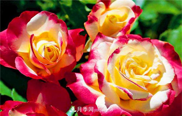3個(gè)***不容錯過(guò)的月季品種，顏值高香氣濃，養護簡(jiǎn)單開(kāi)花多(圖2)