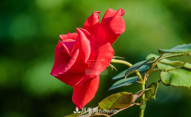 行行攝攝，發(fā)現月季花迷人的美艷，熟悉的花朵格外動(dòng)人(圖2)
